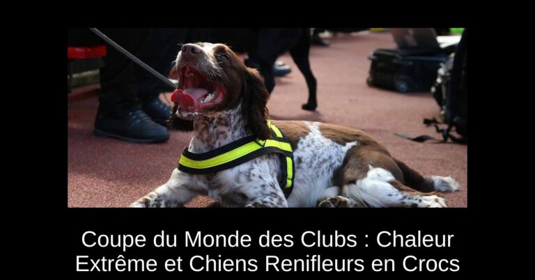 Coupe du Monde des Clubs : Chaleur Extrême et Chiens Renifleurs en Crocs